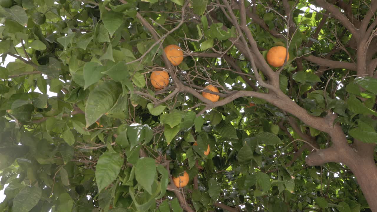 Famous Traditional Oranges In Seville, Spain