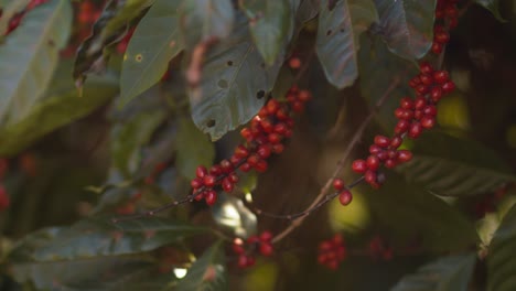 cerca de la planta de café con las típicas bayas rojas esperando ser recogidas