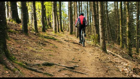 mountain biker riding bicycle in forest