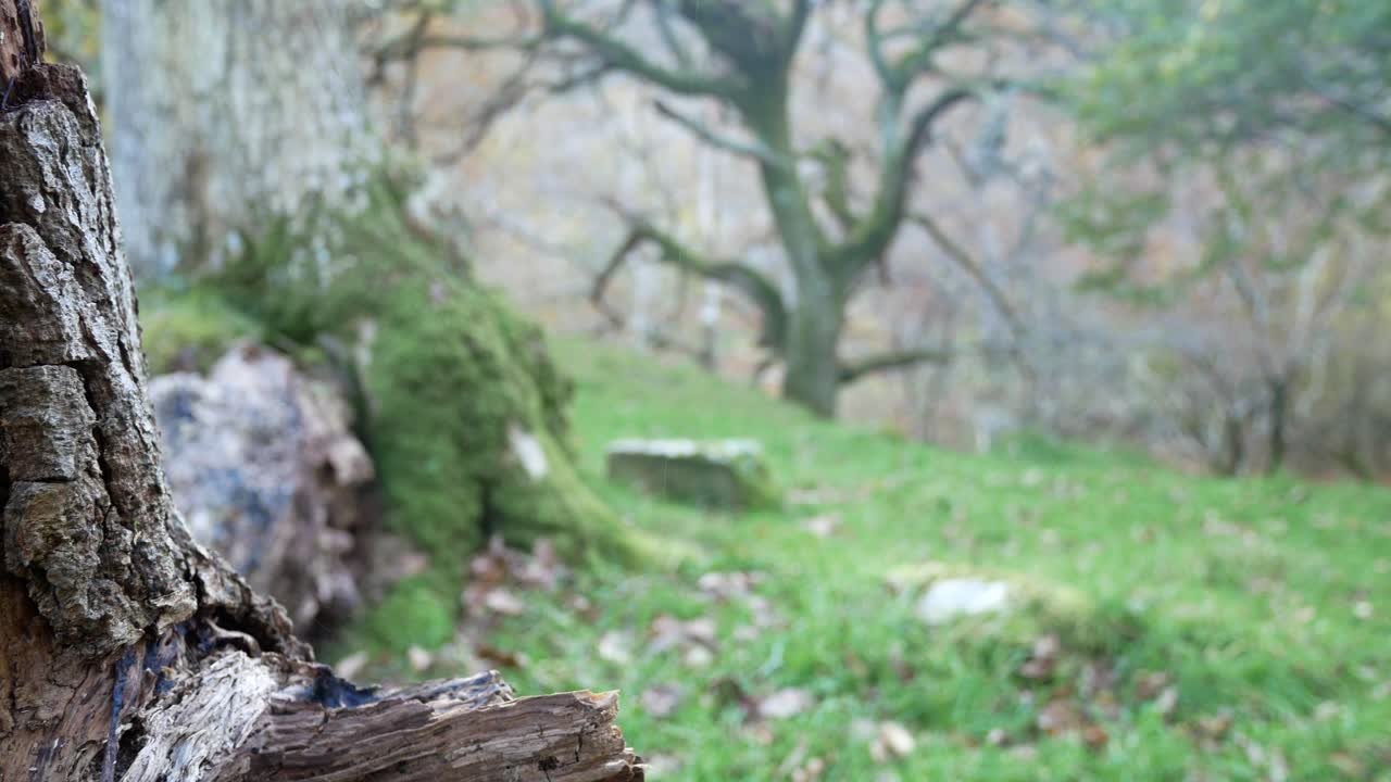 roto otoño bosque árbol el maletero estacional naturaleza follaje de otoño desierto muñequita derecho
