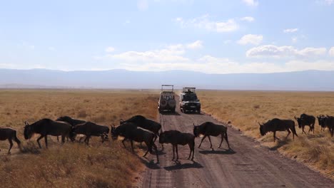 Ein-Zeitlupenclip-Einer-Herde-Gnus,-Connochaetes-Taurinus-Oder-Gnus,-Die-Während-Der-Migrationssaison-Im-Ngorongoro-Krater-In-Tansania-Zwischen-Safarifahrzeugen-über-Eine-Straße-Marschieren