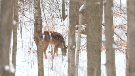 k white tailed deer on a winter day