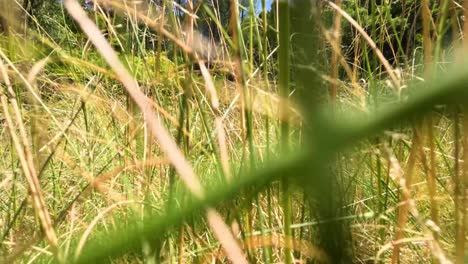 walking through tall grass in coonabarabran