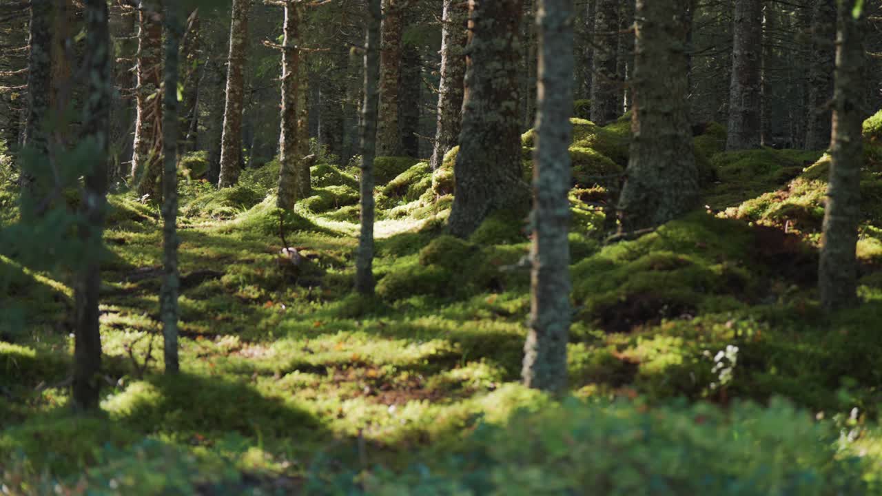The enchanting beauty of sunlight streaming through the forest canopy, illuminating the moss-covered forest floor below, creating a serene and magical woodland scene