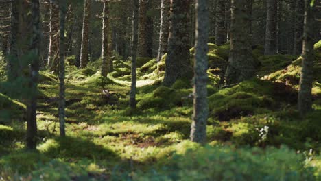 The-enchanting-beauty-of-sunlight-streaming-through-the-forest-canopy,-illuminating-the-moss-covered-forest-floor-below,-creating-a-serene-and-magical-woodland-scene