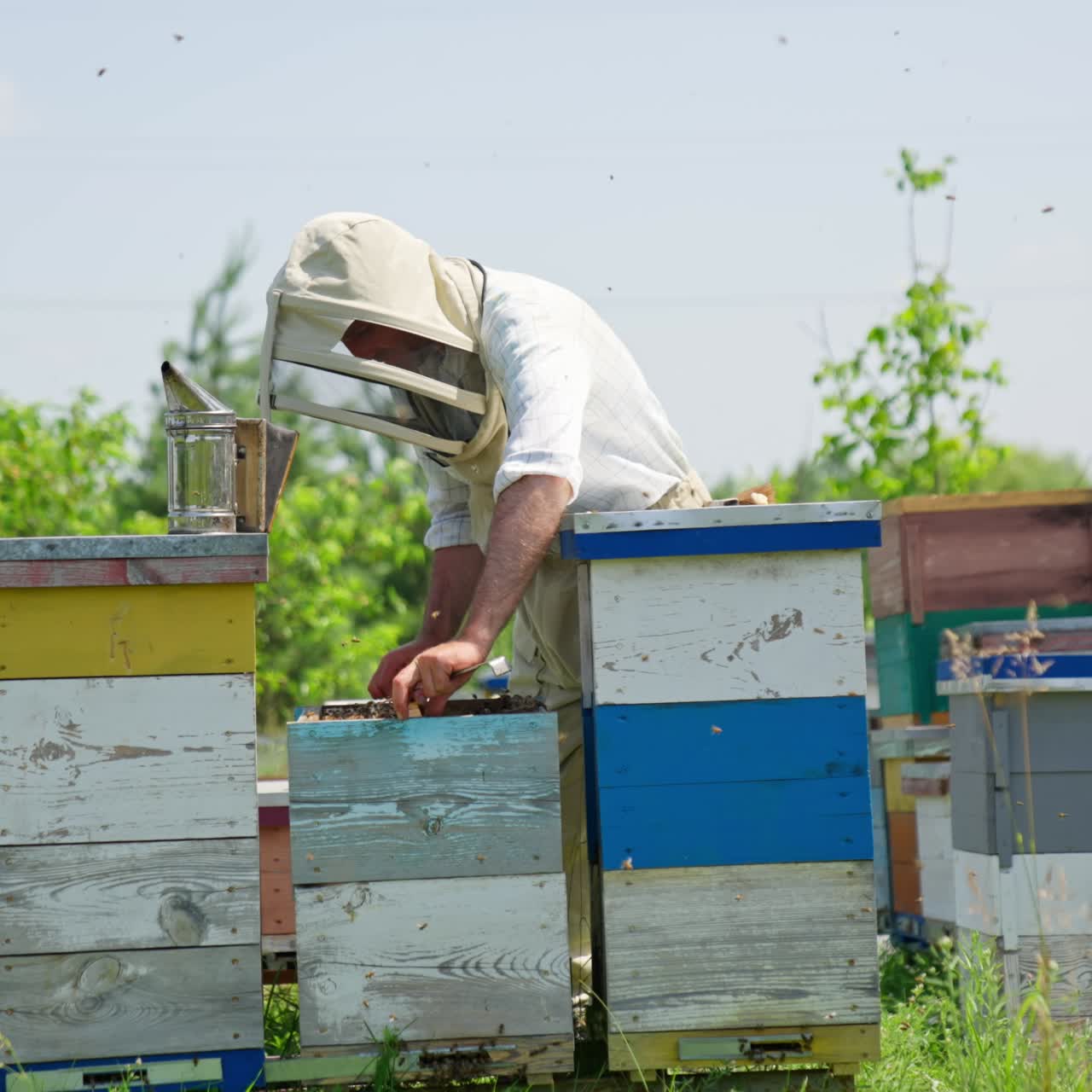 Apiarist carefully takes a frame out of bee hive. Experienced beekeeper checking up honey harvest and bees condition in his farm
