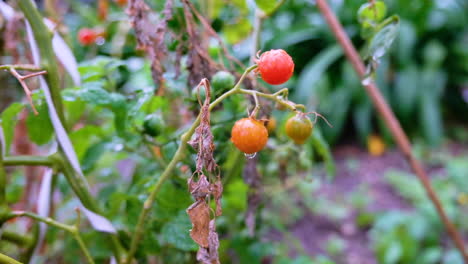 Toma-En-Cámara-Lenta-De-Lluvia-Ligera-Cayendo-Sobre-Un-Montón-De-Tomates-De-Cerezo-En-Un-Jardín-De-Vegetales-En-El-Patio-Trasero