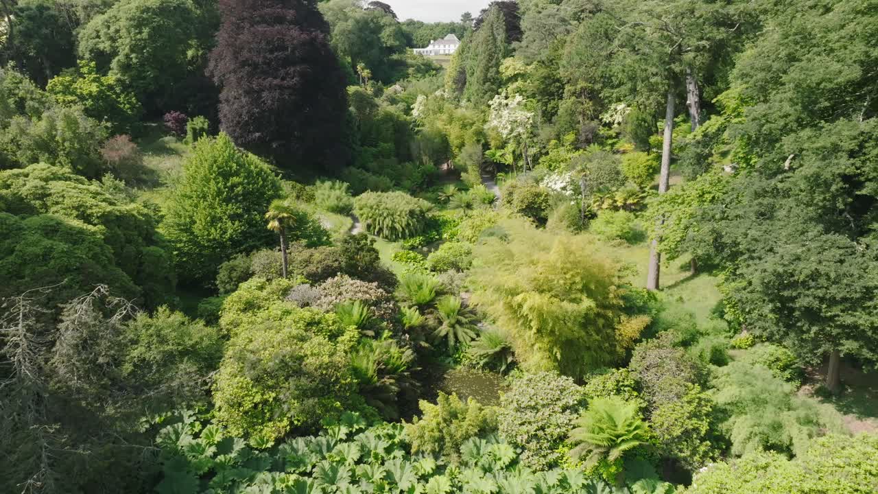 Green tree lined tropical garden paradise with reveal of Elephant Leaf plants. Insects buzzing around camera reversing.