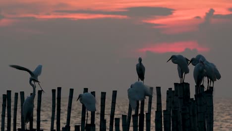 The-Great-Egret,-also-known-as-the-Common-Egret-or-the-Large-Egret