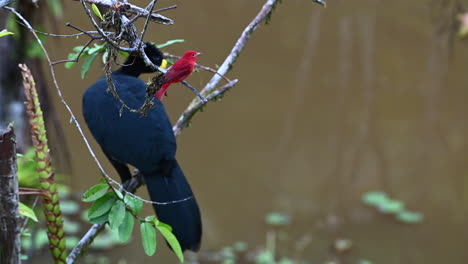 Summer-tanager--in-background