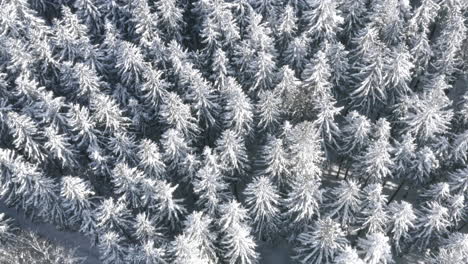 frozen treetops of a tundra forest in winter snow,czechia