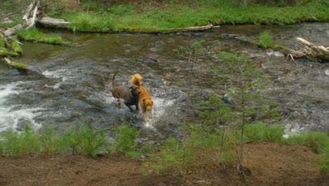 dos perros juegan juntos en el río.