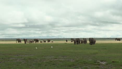familia de elefantes africanos paseando por los pastizales, amboseli n