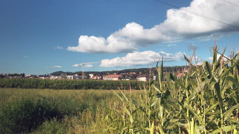 ears of wheat in field near romanel sur lausanne, switzerland. static view