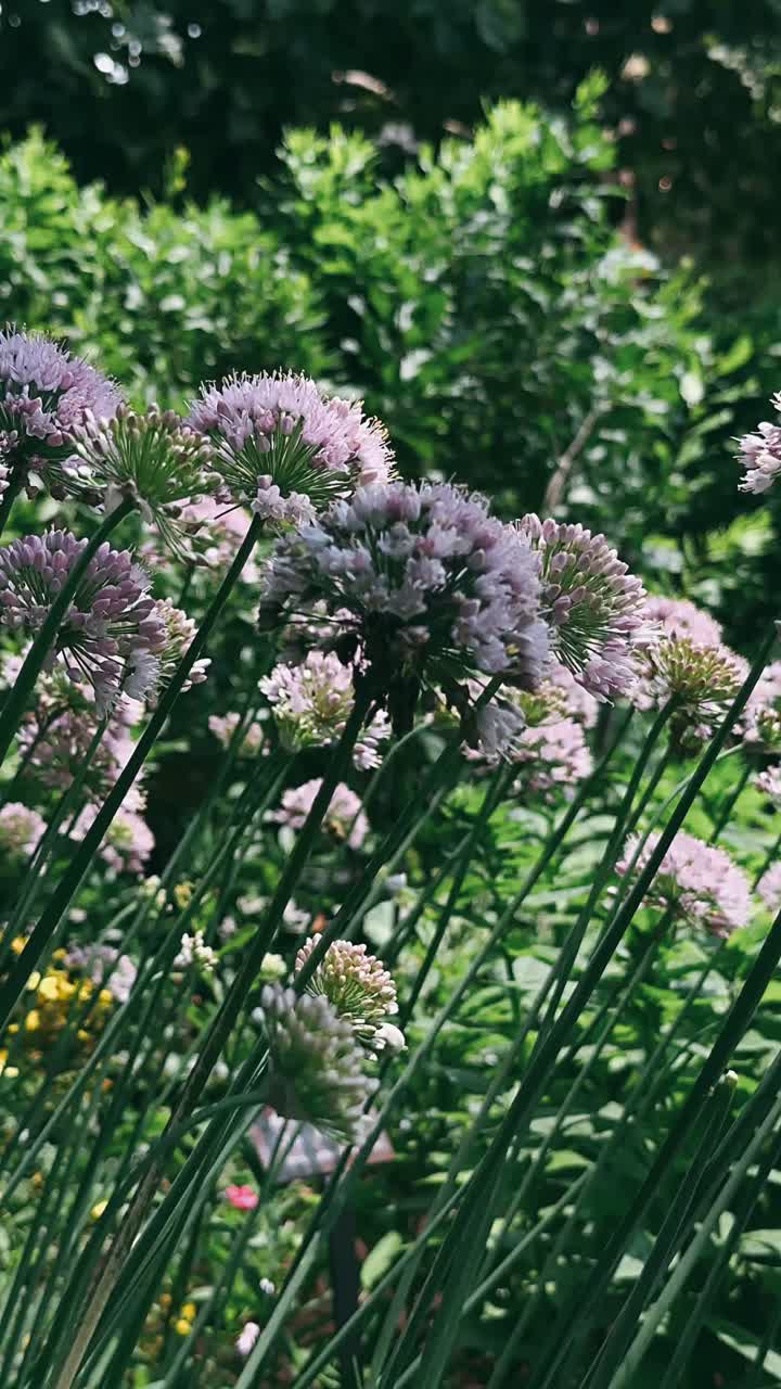 flores de allium púrpura en un jardín