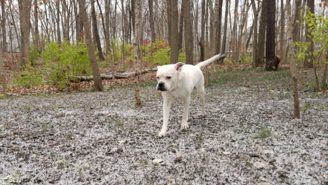perro blanco caminando en el bosque nevado