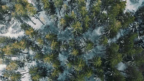 4k uhd aerial drone clip moving along snowy tree tops and a little white road in a dreamy forest in winter in bavaria, germany