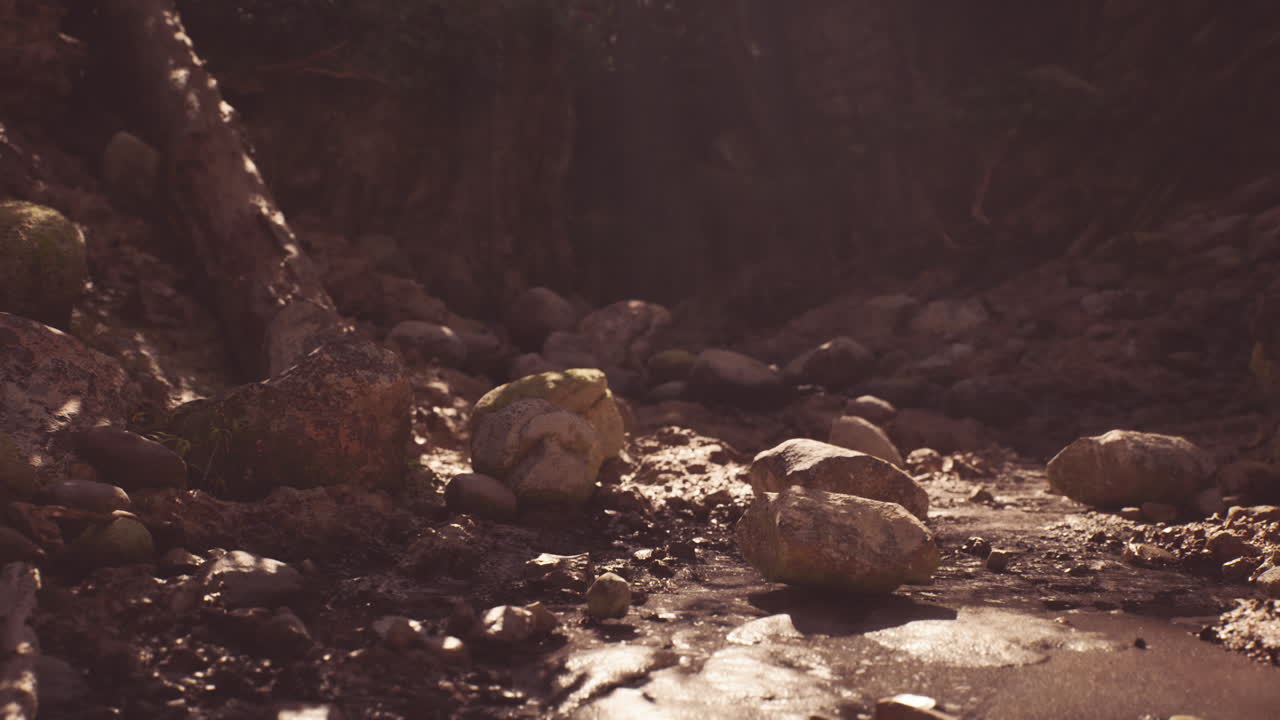 빛 이 숲 속 의 하천 을 비추고 있다