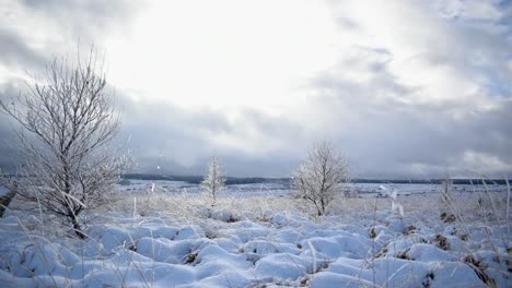 weitwinkel-zeitrafferaufnahme der gefrorenen tundra mit toten bäumen und im wind zitterndem gras