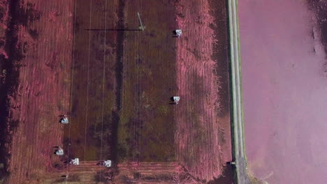 Top-down-aerial-tilts-up-to-reveal-cranberry-field-workers-moving-through-the-bog-on-harvesting-machines