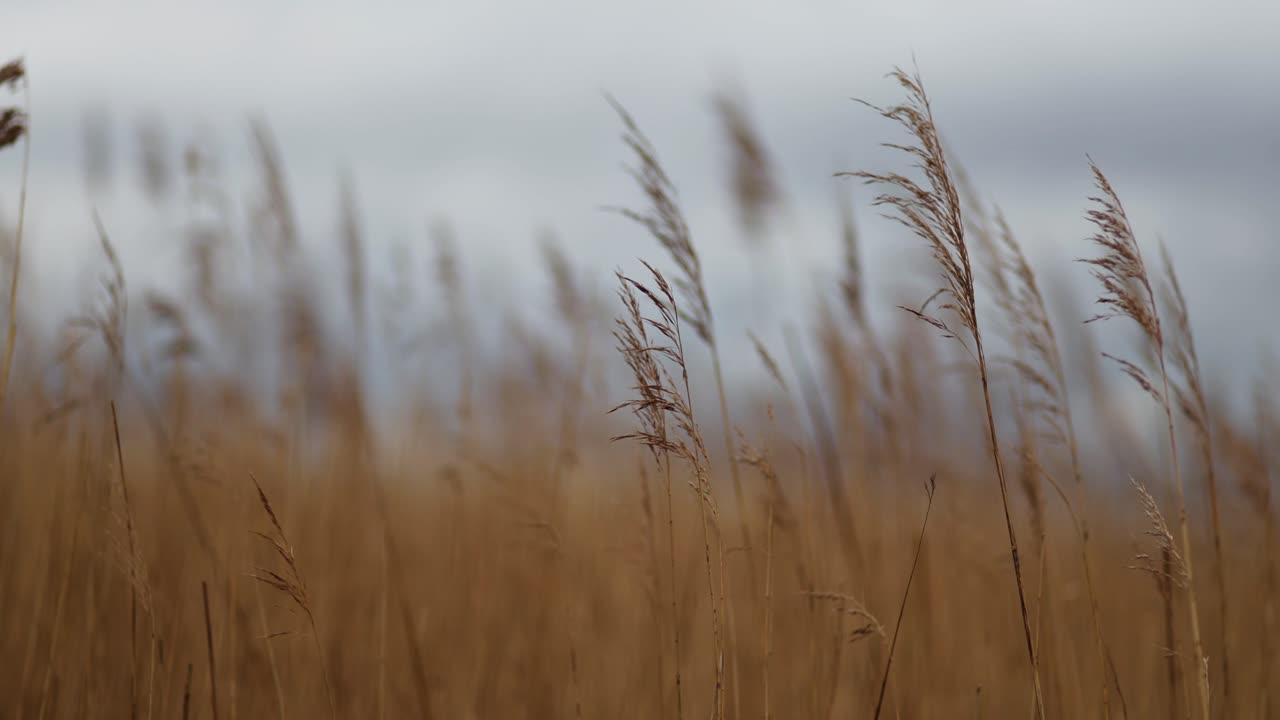 campo de hierba seca