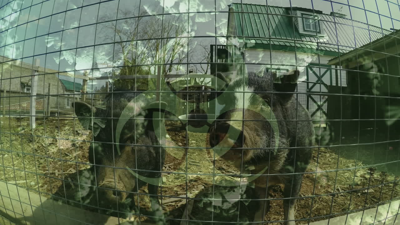 농장에서 먹는 돼지에 대한 코로나19 세포와 생물학적 위험 신호