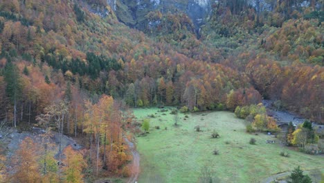 zoom in shot of the tundra forest in the high altitude of europe