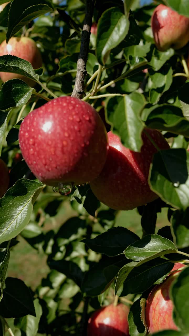 Low-angle video frame capturing lush apple trees against a clear blue sky, emphasizing the vibrant