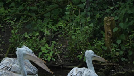 Large-white-Heron-stands-above-flock-of-birds,-background-of-vegetation