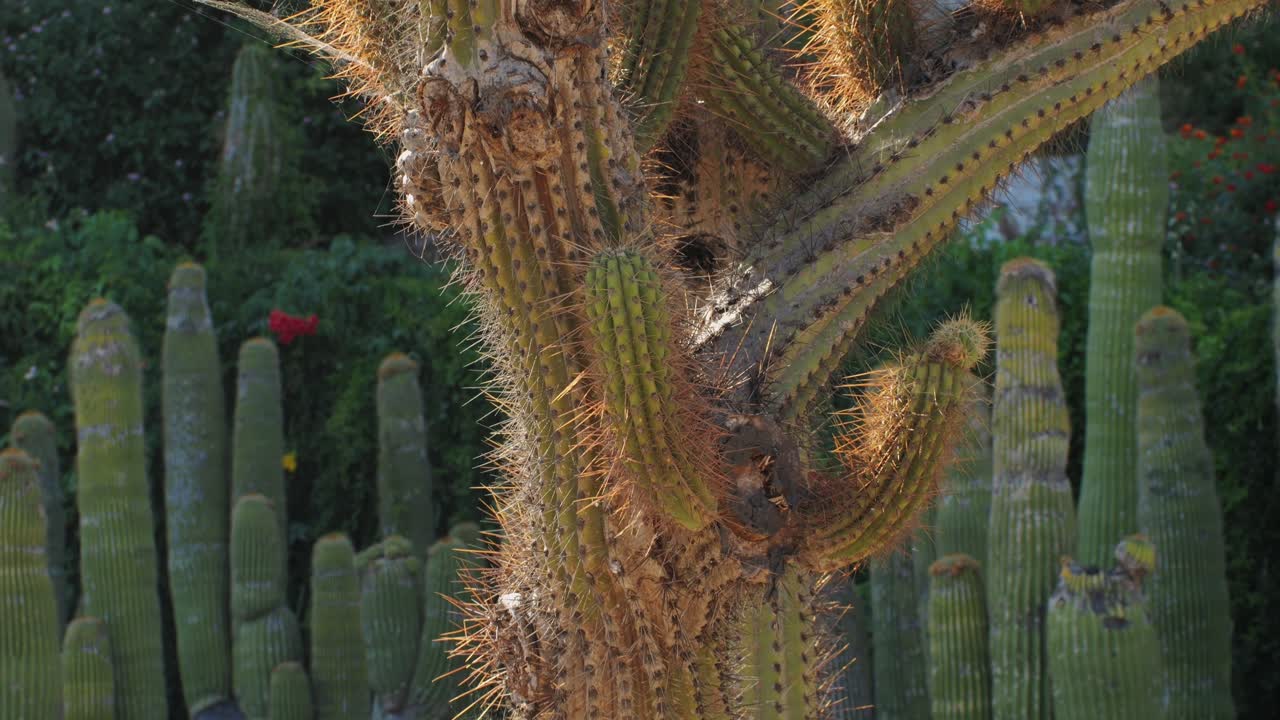 Close up green cactus with yellow spines within a desert environment, city park in Barcelona, Montjuic. African background