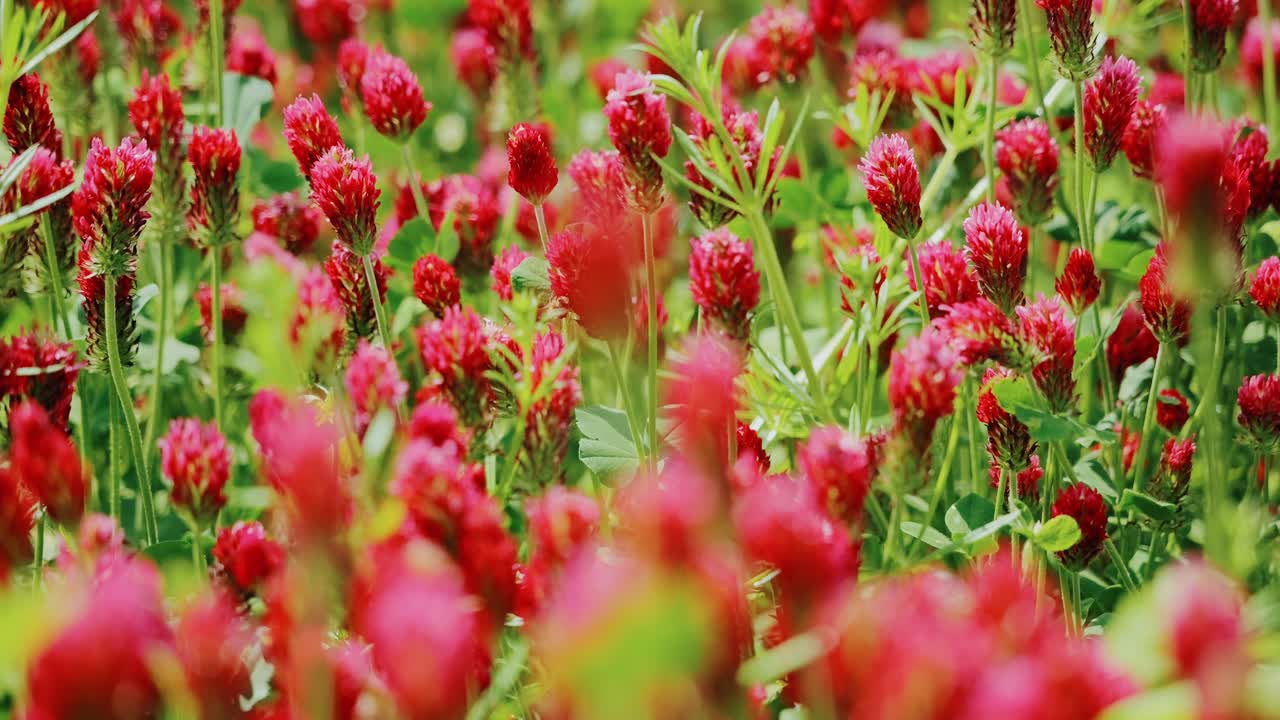 Bright red clover embodies vitality and hope reflecting nature’s renewal cycle