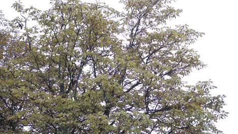 Wind-Weht-Auf-Zweigen-Eines-Baums-Mit-Grünen-Blättern-In-Paris,-Frankreich