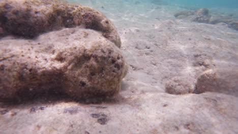 cinematic shot of water moving over corals underwater with a sandy ocean floor in 4k on a bright and sunny day, slomo