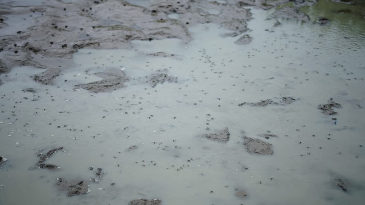 Mosquitoes in a Puddle of Mud