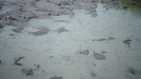 mosquitoes in a puddle of mud