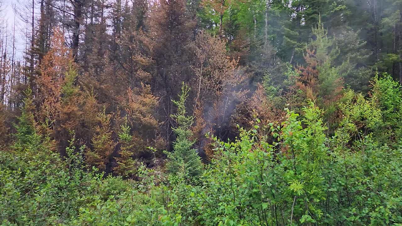 humo que se eleva de los árboles quemados entre la vegetación verde en el incendio forestal del lago kirkland