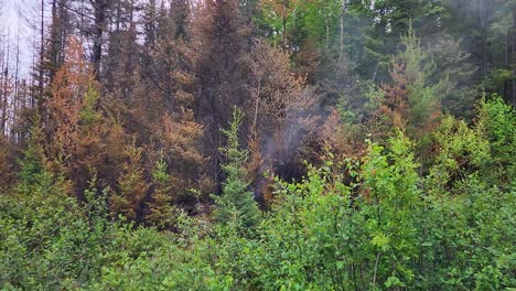 smoke rising from burnt trees between green vegetation in kirkland lake forest fire