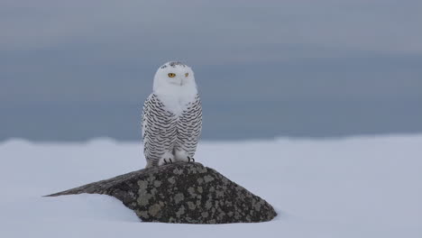 snowy owl in winter landscape