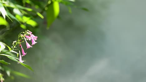 chinese rain bell flowers sway in a gentle breeze amidst a foggy, serene garden setting