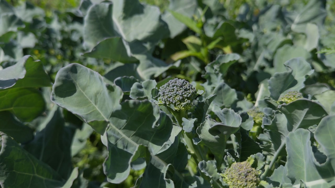 Primo piano statico di broccolini freschi che crescono in un campo norvegese, circondati da foglie verdi. Coltura vegetale sana pronta per il raccolto