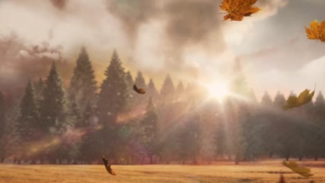 animación de hojas que caen sobre el bosque de abetos y el sol