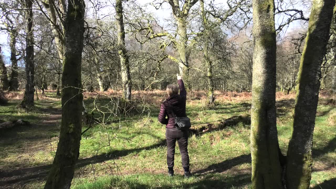 Drum Castle Woods. Dame peger, nærbillede.