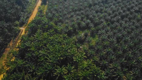 Imágenes-Cinematográficas-De-Drones-De-La-Plantación-De-Palma-Aceitera-En-Riau,-Indonesia,-Ya-Que-El-País-Es-El-Mayor-Productor-Y-Consumidor-Del-Producto-Básico-Del-Mundo,-Y-Proporciona-Aproximadamente-La-Mitad-Del-Suministro-Mundial