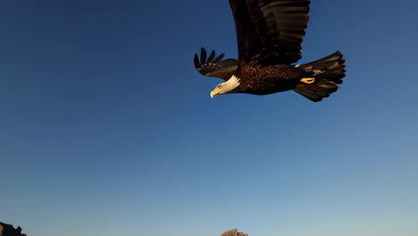 bald eagle in flight over mountains