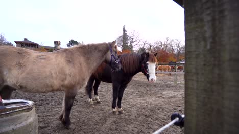 brown horses standing in a barn in a slaw motion