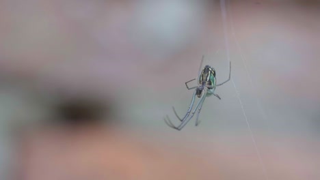 closeup of an orchard orb weaver spider sitting at the center of her web