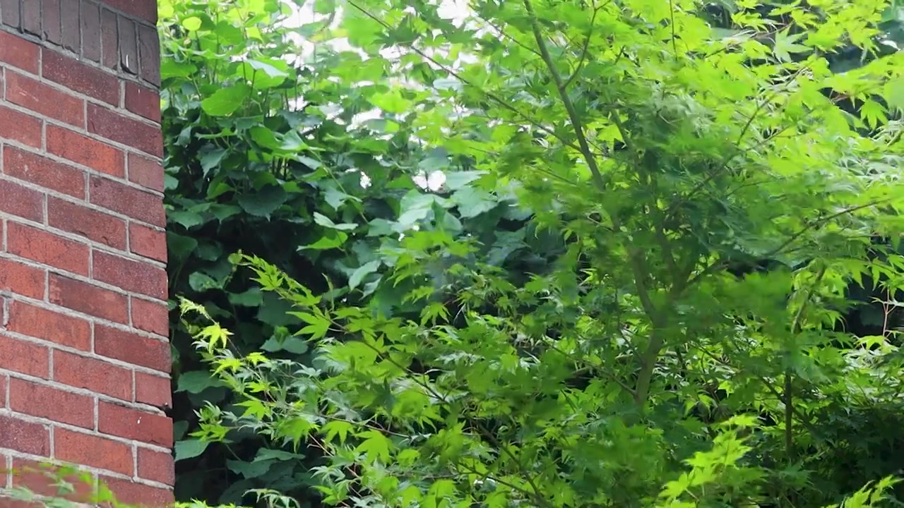Video di foglie mosse dal vento
