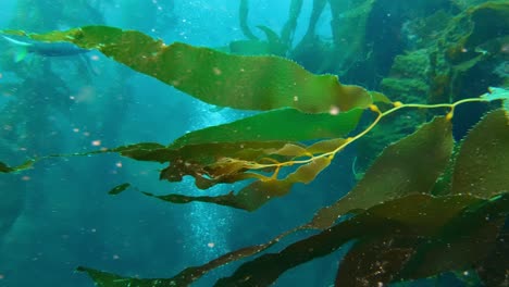 a captivating and enigmatic kelp forest conceals the ocean's many species