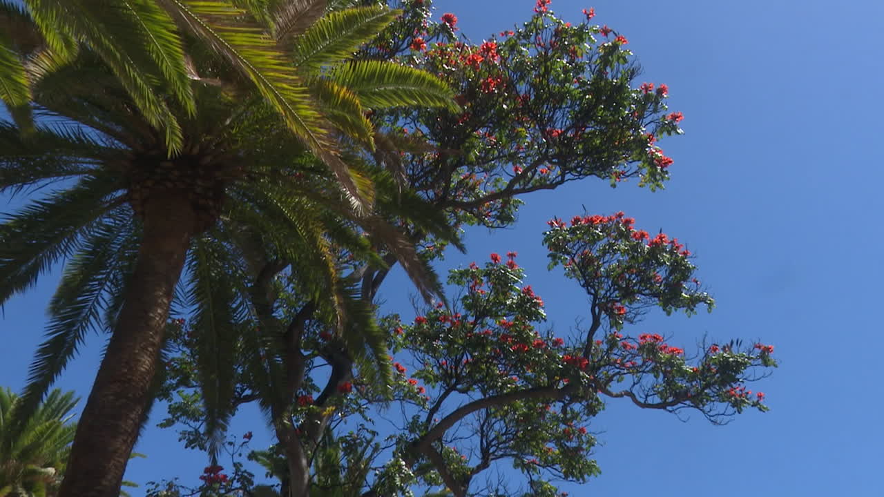 Palm trees and red flowers under a clear blue sky