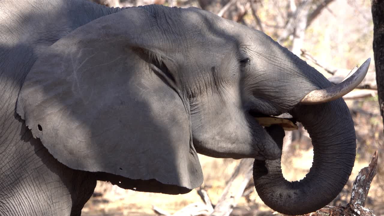 alimentación de los elefantes africanos, áfrica